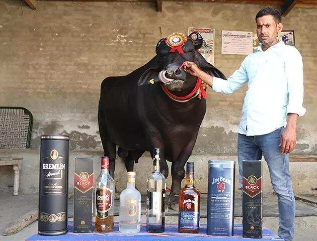 2.5亿的印度神牛，一年精液卖千万，靠的是一天一瓶威士忌？