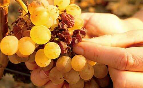 葡萄酒的葡萄采摘日期你了解吗？