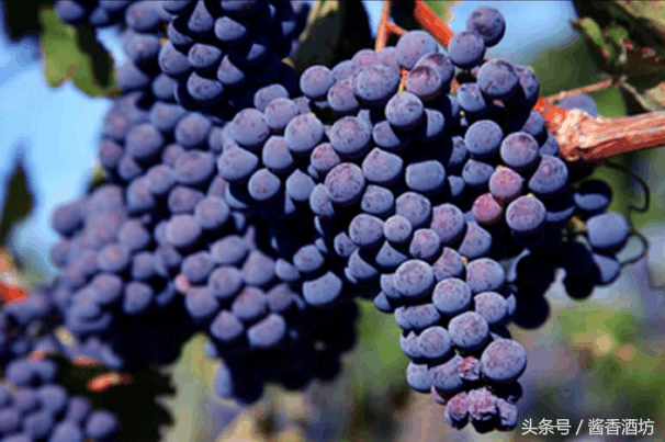 想要了解葡萄酒，需要记住的葡萄品种不多，“4红4白”足够了！