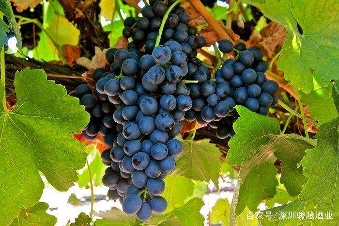 酿酒葡萄的种类之红葡萄