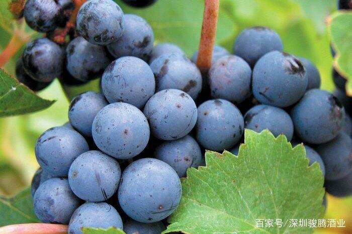 酿酒葡萄的种类之红葡萄