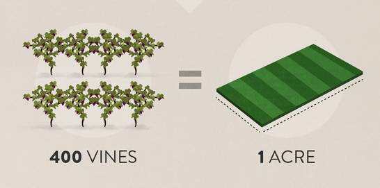 多少粒葡萄，才能酿出一杯葡萄酒？