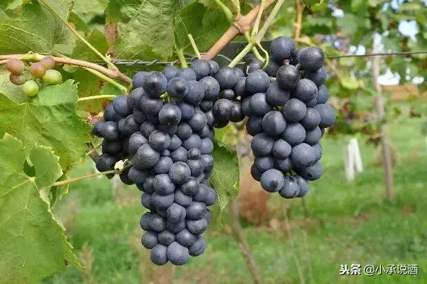 六国明星葡萄品种，你认识几个？