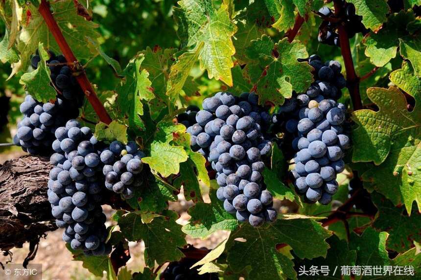 你最熟悉的赤霞珠葡萄酒的口感是怎样的