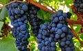 成就顶级红酒的葡萄品种