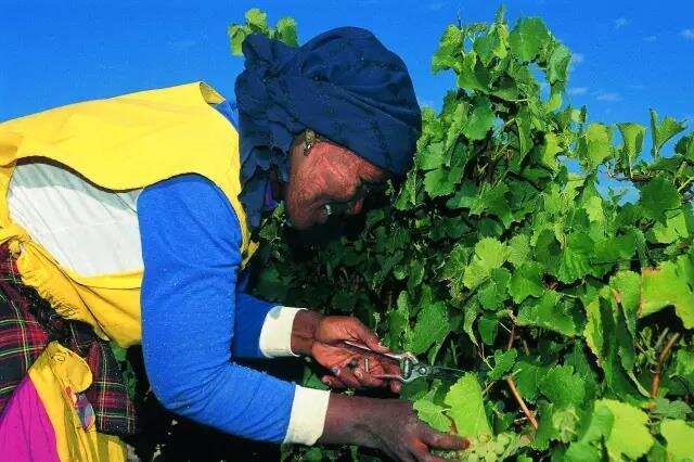 【小堂告诉你】南非，一个被遗忘的新世界葡萄酒产区