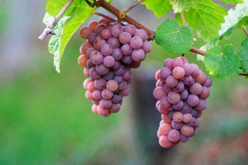 酿酒葡萄品种知识综述（1）