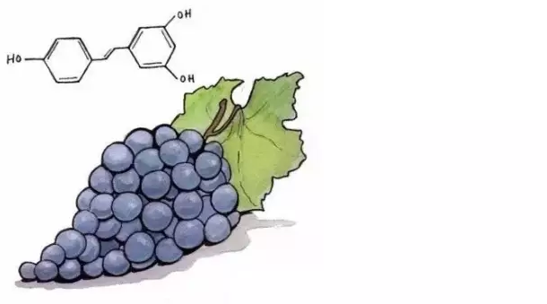 葡萄酒里的白藜芦醇11大神奇功效详解，这是种令人兴奋的物质！