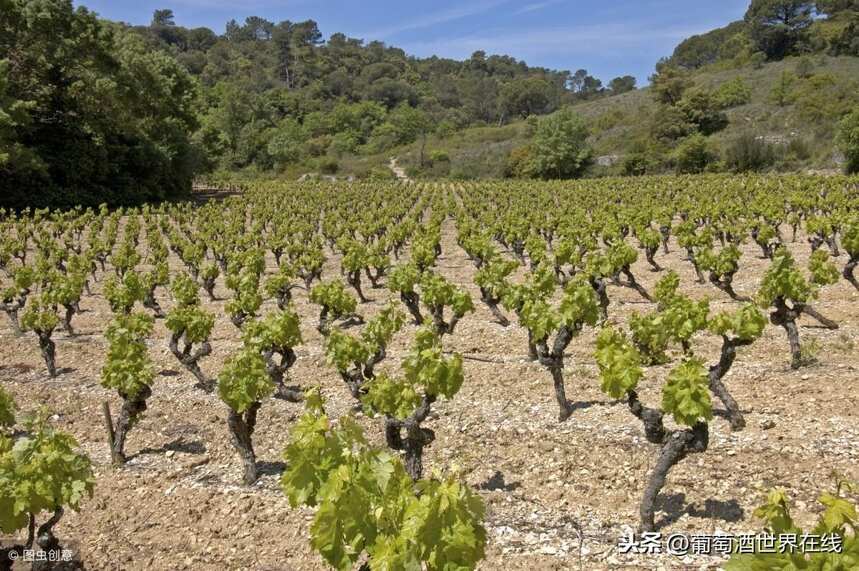 俗称的南法，一个法国葡萄园面积最大的产区