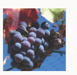 最全的葡萄酒原材料介绍之红葡萄