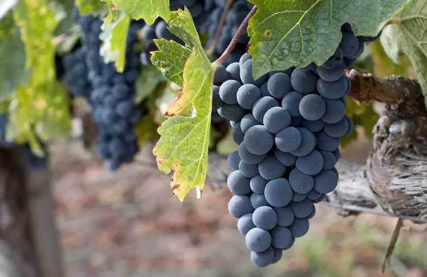 葡萄品种别名知多少？
