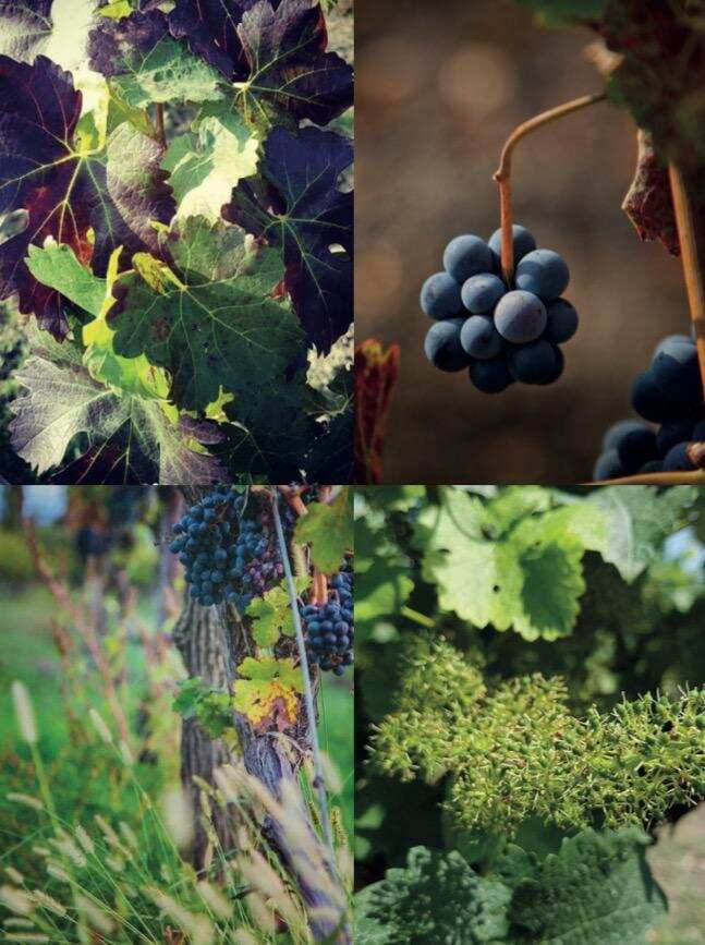 格鲁吉亚最盛名的庄园之一，穆赫庄园带您探索格鲁吉亚葡萄酒！