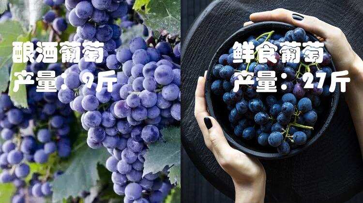 你知道平时吃的葡萄与酿酒葡萄有什么不同吗？