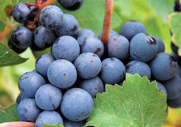 一木の赤霞珠（Cabernet Sauvignon ）葡萄品种介绍