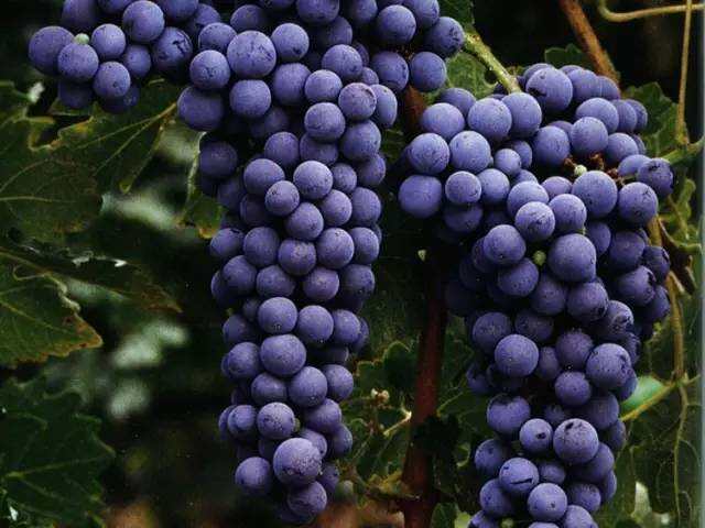 赤霞珠：法国著名葡萄品种