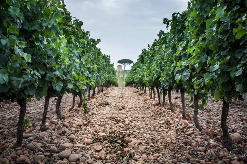 走进尼姆产区｜法国最古老的葡萄园