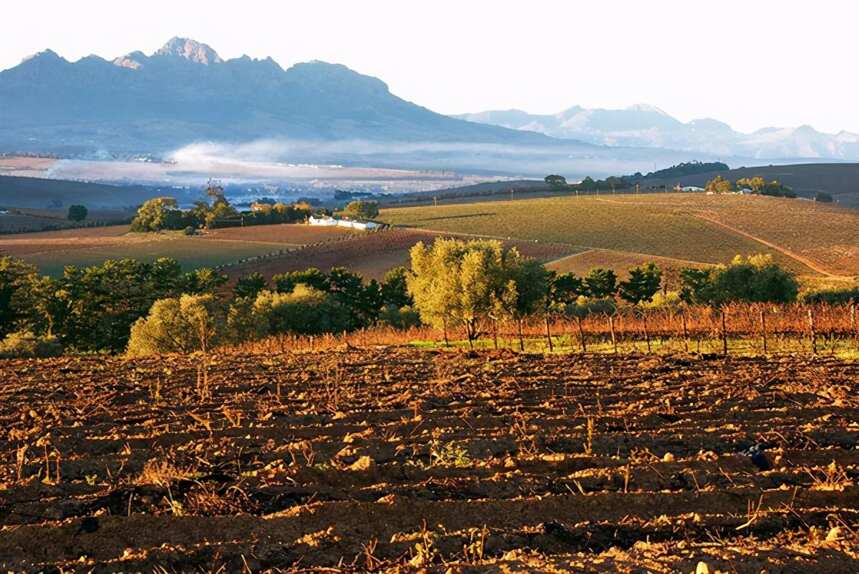 损失经济折合人民币约31亿，南非葡萄酒要凉凉？