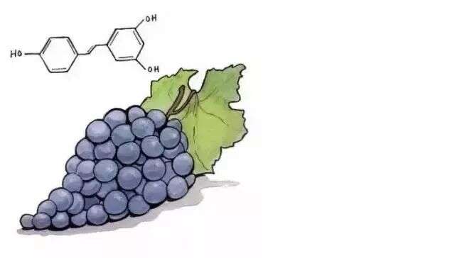 葡萄酒里的白藜芦醇11大神奇功效详解，这是种令人兴奋的物质！