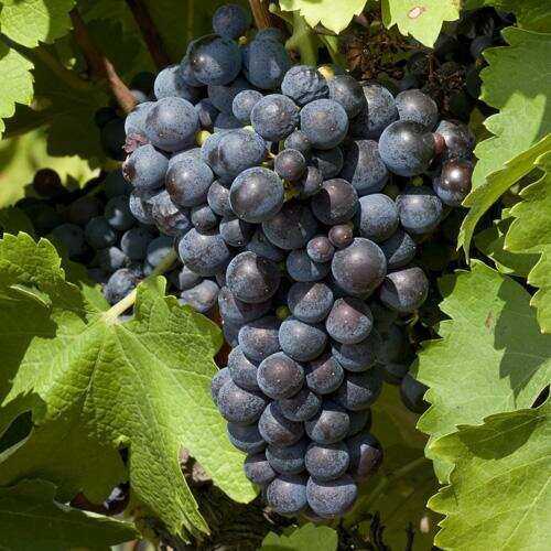 盘点罗纳河谷风格迥异的小众红葡萄品种