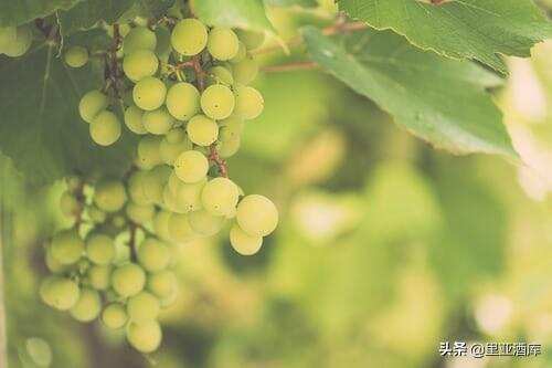 勃艮第经典葡萄品种