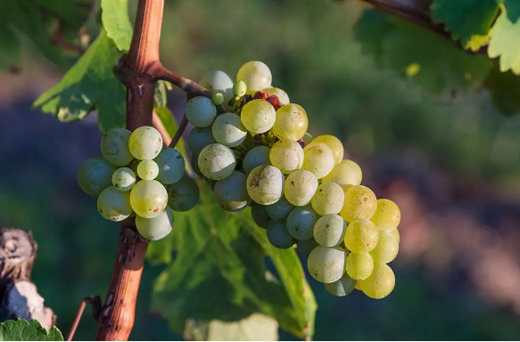 12个关于葡萄酒的事实：年轻的酒比陈年老酒健康