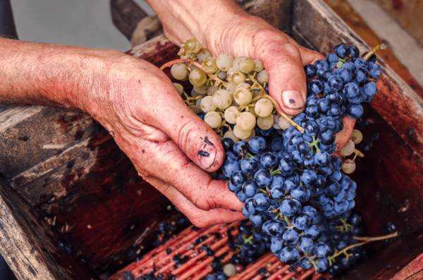 罗纳河谷葡萄酒的混酿艺术