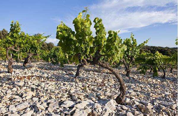 小玉课堂｜Lirac/利哈克：罗讷河谷最南端的特级葡萄酒产区