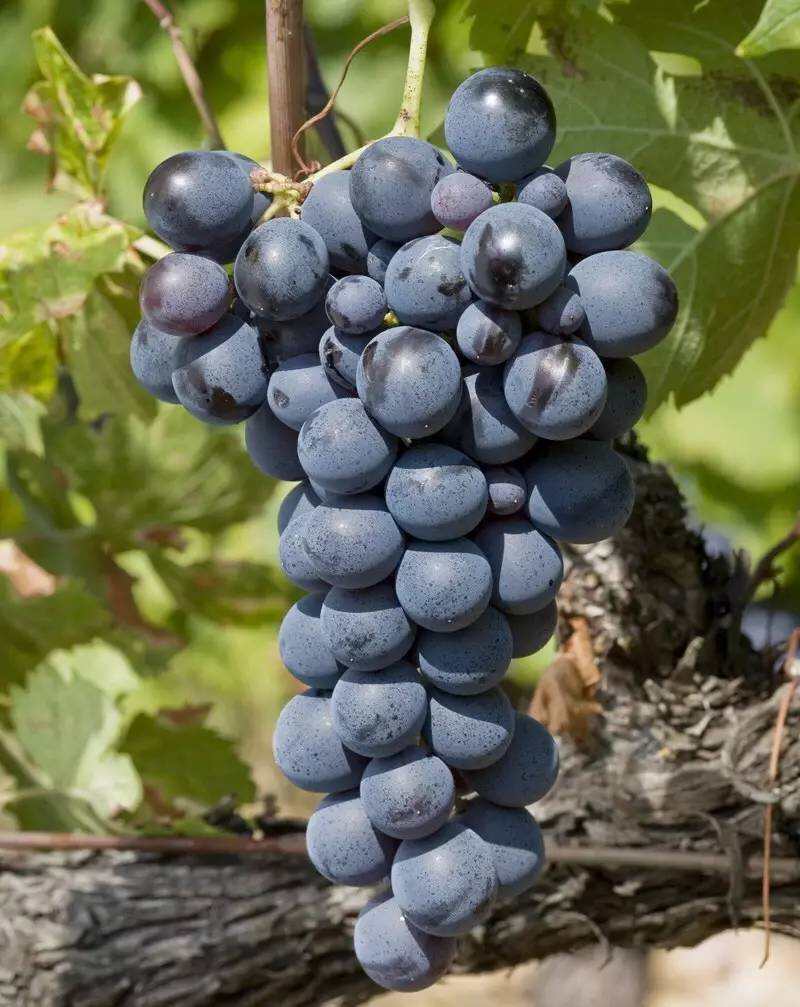 神索Cinsault葡萄，混酿红葡萄酒不可或缺的品种