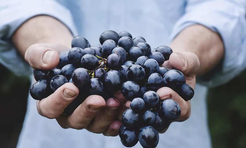 你知道酿造一瓶葡萄酒到底需要多少葡萄吗？