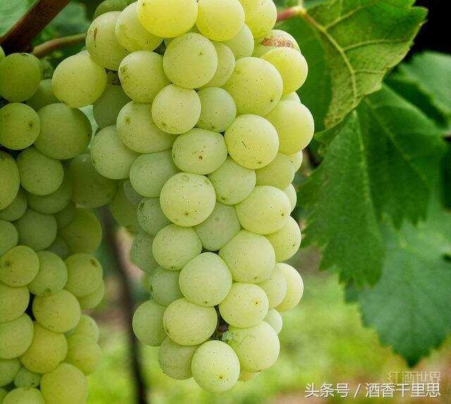白葡萄品种大揭密