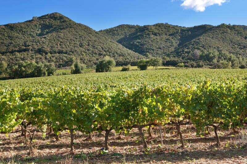 西班牙葡萄酒近10年吸引国外投资超过8亿元，薄利多销是关键？