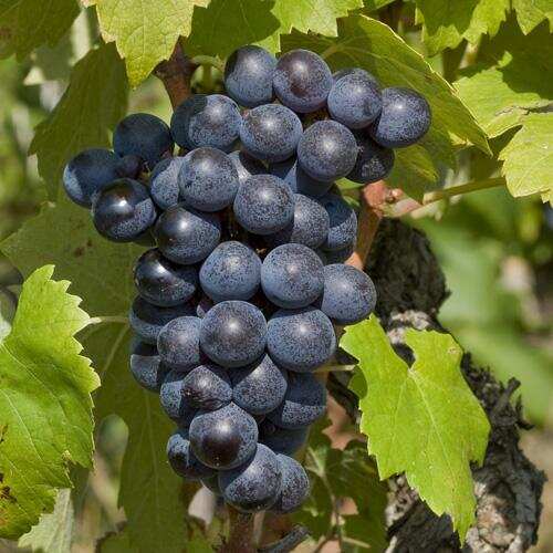 盘点罗纳河谷风格迥异的小众红葡萄品种