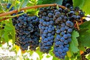西拉是澳大利亚的“国宝”葡萄品种