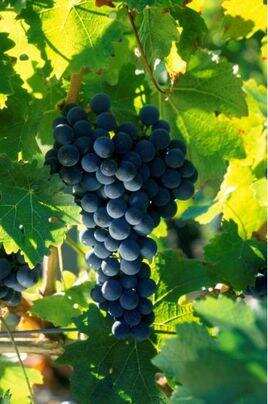 成就顶级红酒的葡萄品种