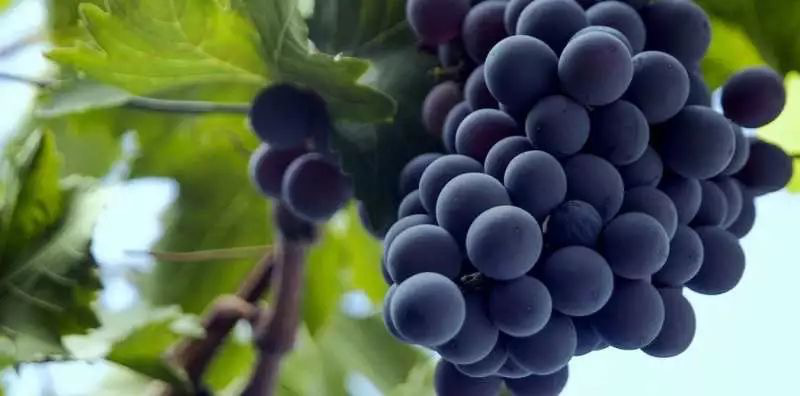 法国葡萄品种之——神索