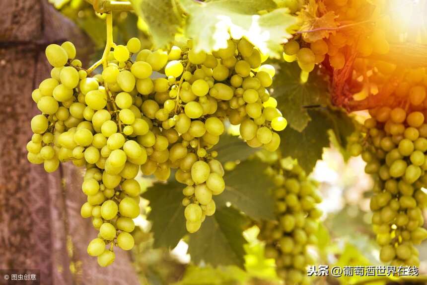 法国阿尔萨斯出产什么样的葡萄酒？