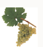 最全的葡萄酒原材料介绍之白葡萄