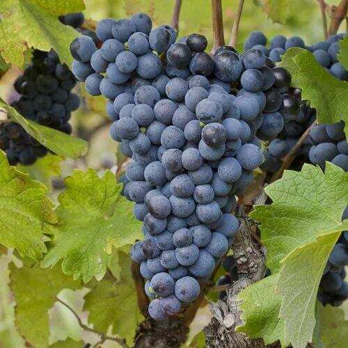 带你认识罗纳河谷多姿多彩的葡萄品种