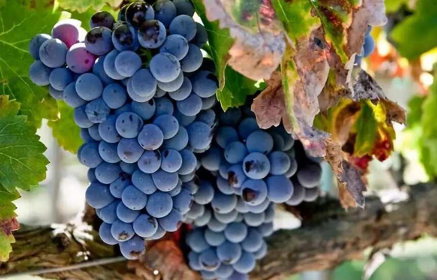 葡萄品种别名知多少？