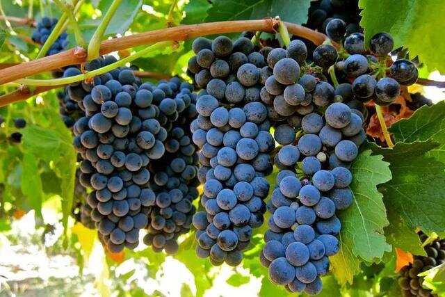 原来葡萄梗可以用来酿造葡萄酒，还有3点你想不到的好处