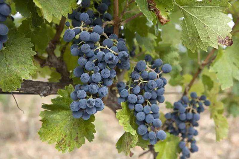 关于罗纳河谷葡萄酒的冷知识，你知道几个？