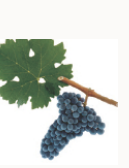 最全的葡萄酒原材料介绍之红葡萄