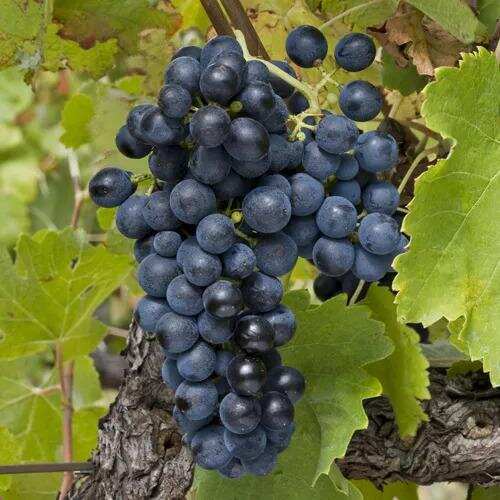 一篇文章带你了解罗纳河谷葡萄酒风格