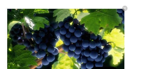 酿酒用葡萄真的难吃吗？