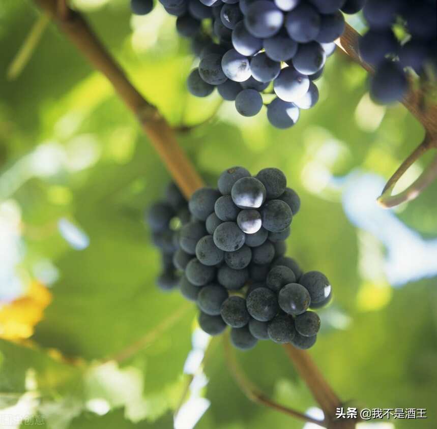 杜罗河(Douro)的葡萄品种