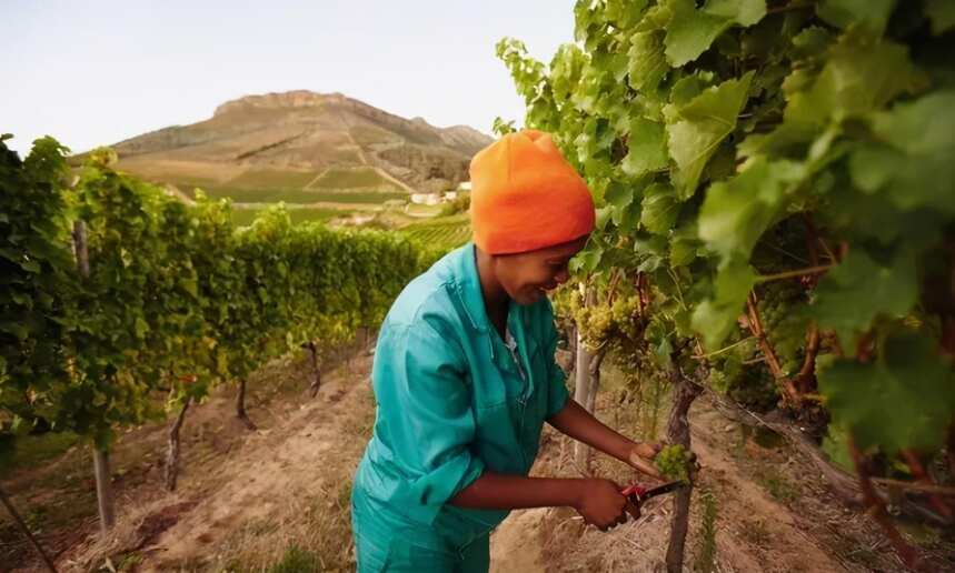 损失经济折合人民币约31亿，南非葡萄酒要凉凉？