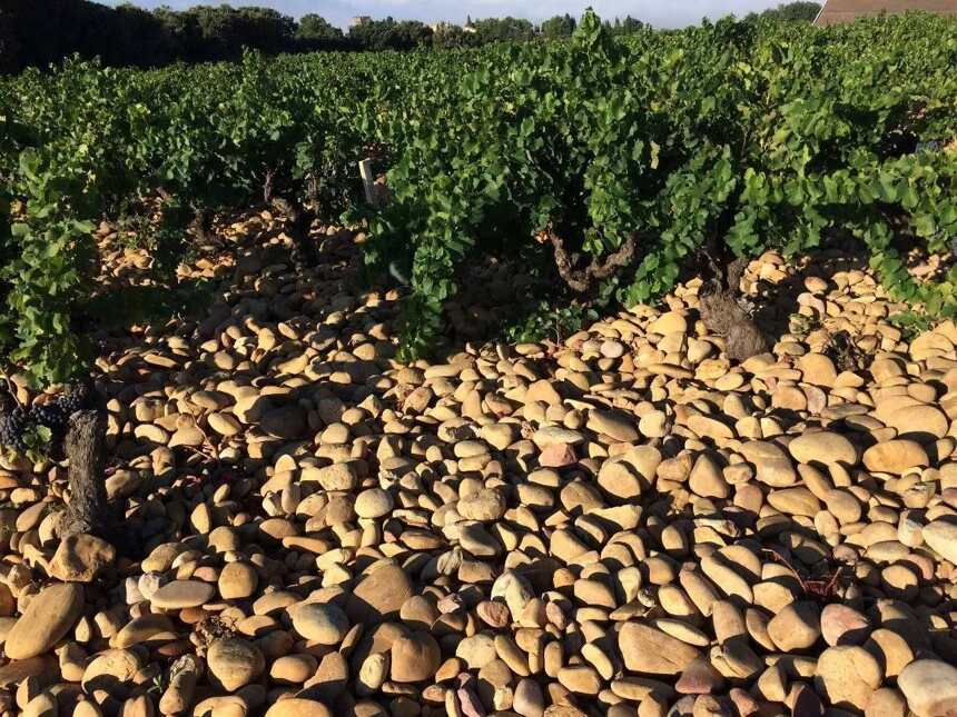 我在法国罗讷河谷，收葡萄