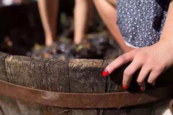 世界顶级的葡萄酒都是用少女的脚踩出来的？有钱都不一定能喝到
