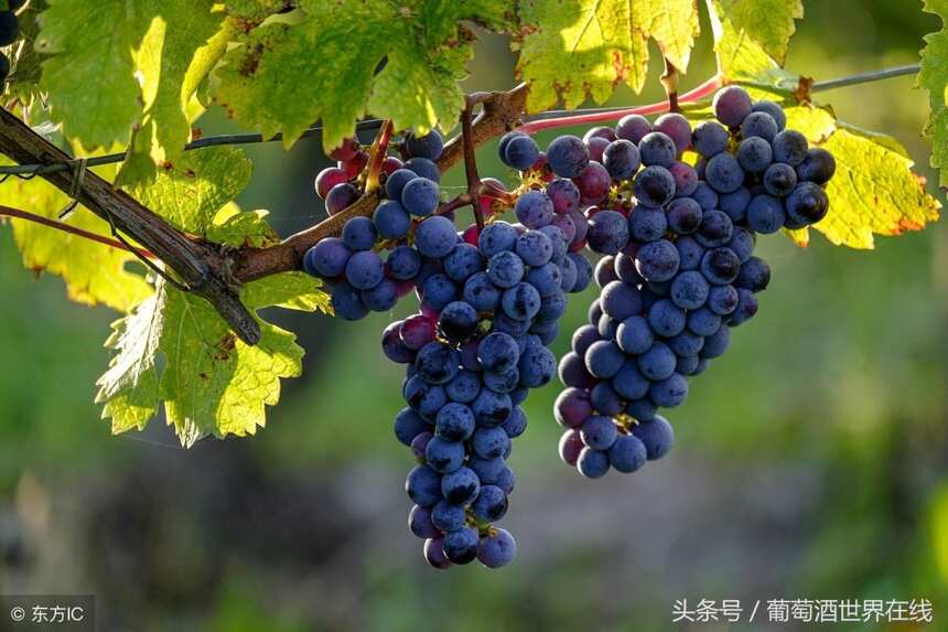 你最熟悉的赤霞珠葡萄酒的口感是怎样的