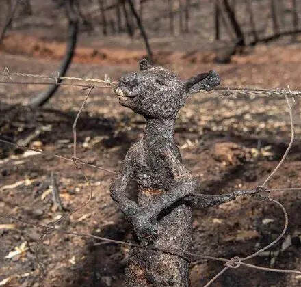 澳大利亚山火连烧四月，几亿动物火中丧生，为何仍未扑灭？